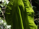 IMG 8427 : 2017, Costa Rica