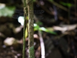 IMG 8436 : 2017, Costa Rica