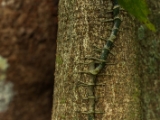 IMG 8442 : 2017, Costa Rica