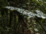 IMG 8472 : 2017, Costa Rica