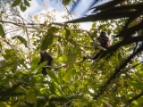 IMG 8499 : 2017, Costa Rica