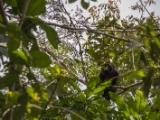 IMG 8503 : 2017, Costa Rica