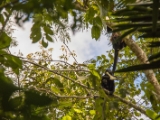 IMG 8505 : 2017, Costa Rica