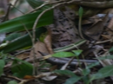 IMG 8531 : 2017, Costa Rica