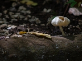 IMG 8533 : 2017, Costa Rica