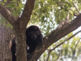 IMG 8836 : 2017, Costa Rica