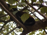IMG 8843 : 2017, Costa Rica