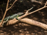 IMG 8848 : 2017, Costa Rica
