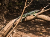 IMG 8850 : 2017, Costa Rica
