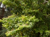 IMG 8897 : 2017, Costa Rica