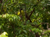 IMG 8898  Sternfrucht : 2017, Costa Rica