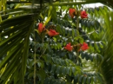 IMG 8906 : 2017, Costa Rica