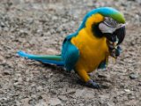 IMG 8951 : 2017, Animal, Costa Rica, ara, bird
