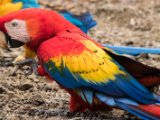 IMG 8952 : 2017, Animal, Costa Rica, ara, bird