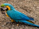 IMG 8953 : 2017, Animal, Costa Rica, ara, bird
