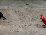 IMG 8974 : 2017, Animal, Chestnut-mandibled Toucan, Costa Rica, ara, bird, toucan