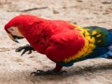 IMG 8977 : 2017, Animal, Costa Rica, ara, bird