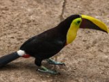 IMG 8989 : 2017, Animal, Chestnut-mandibled Toucan, Costa Rica, bird, toucan