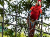 IMG 8991 : 2017, Costa Rica, ara