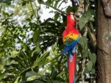 IMG 8992 : 2017, Costa Rica, ara
