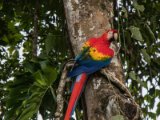 IMG 8993 : 2017, Costa Rica, ara