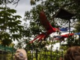 IMG 8994 : 2017, Costa Rica, ara