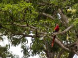 IMG 8997 : 2017, Costa Rica, ara