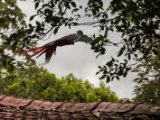 IMG 9000 : 2017, Costa Rica, ara