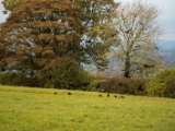 IMG 5159 : 2016, County Meath, Ireland