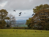 IMG 5164 : 2016, County Meath, Ireland