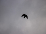 IMG 5166 : 2016, County Meath, Ireland