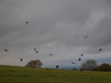 IMG 5170 : 2016, County Meath, Ireland