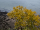 IMG 5360 : 2016, Carlingford, Ireland