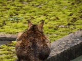 IMG 5598 : 2016, Cat, Northern Ireland