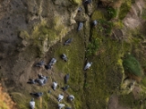 IMG 5670 : 2016, Carrick-a-Rede Rope Bridge