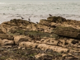 IMG 5836 : 2016, Ballintoy HarbourTrail to Whitepark Bay, Northern Ireland