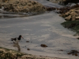 IMG 5883 : 2016, Ballintoy HarbourTrail to Whitepark Bay, Northern Ireland
