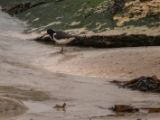 IMG 5885 : 2016, Ballintoy HarbourTrail to Whitepark Bay, Northern Ireland