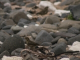 IMG 5886 : 2016, Ballintoy HarbourTrail to Whitepark Bay, Northern Ireland