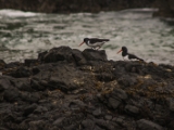 IMG 5900 : 2016, Ballintoy HarbourTrail to Whitepark Bay, Northern Ireland