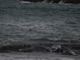 IMG 5915 : 2016, Ballintoy HarbourTrail to Whitepark Bay, Northern Ireland