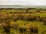 IMG 6393 : 2016, Causeway Coast, Giants Causeway, Northern Ireland