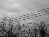 IMG 6454 : 2016, Northern Ireland