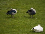 IMG 6482 : 2016, Northern Ireland, WWC Castle Espie