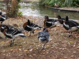 IMG 6487 : 2016, Northern Ireland, WWC Castle Espie