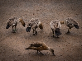 IMG 6488 : 2016, Northern Ireland, WWC Castle Espie