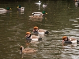 IMG 6493 : 2016, Northern Ireland, WWC Castle Espie