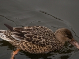 IMG 6498 : 2016, Northern Ireland, WWC Castle Espie