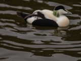 IMG 6499 : 2016, Northern Ireland, WWC Castle Espie