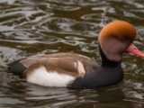 IMG 6505 : 2016, Northern Ireland, WWC Castle Espie